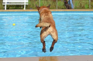 Planschbecken für Hunde